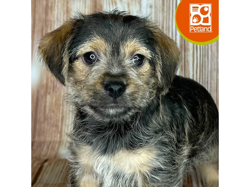 Chorkie - 9200 Image #1