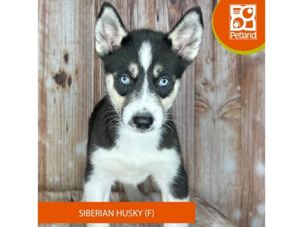 Siberian Husky – 9206