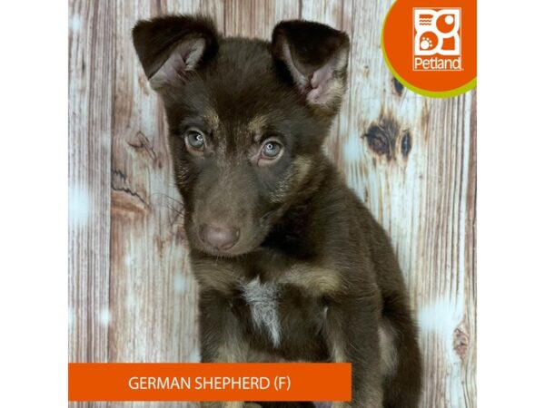 German Shepherd – 9203