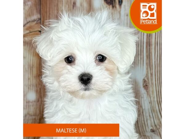 Maltese – 9208