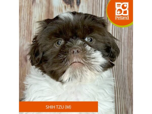 Shih Tzu – 9214