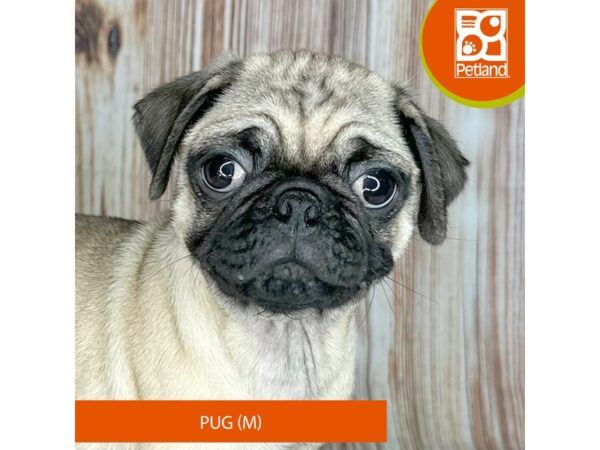 Pug – 9212