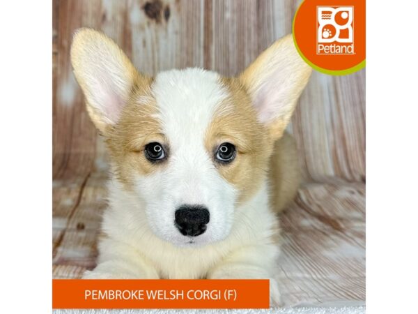 Pembroke Welsh Corgi – 9209