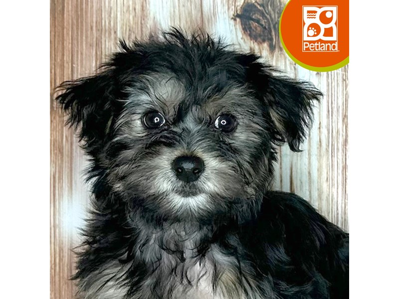 Morkie - 9193 Image #1