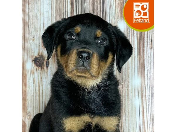 Rottweiler – 9199