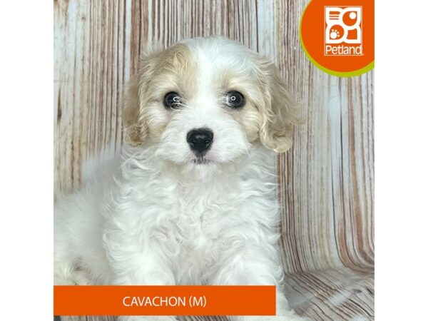 Cavachon – 9201