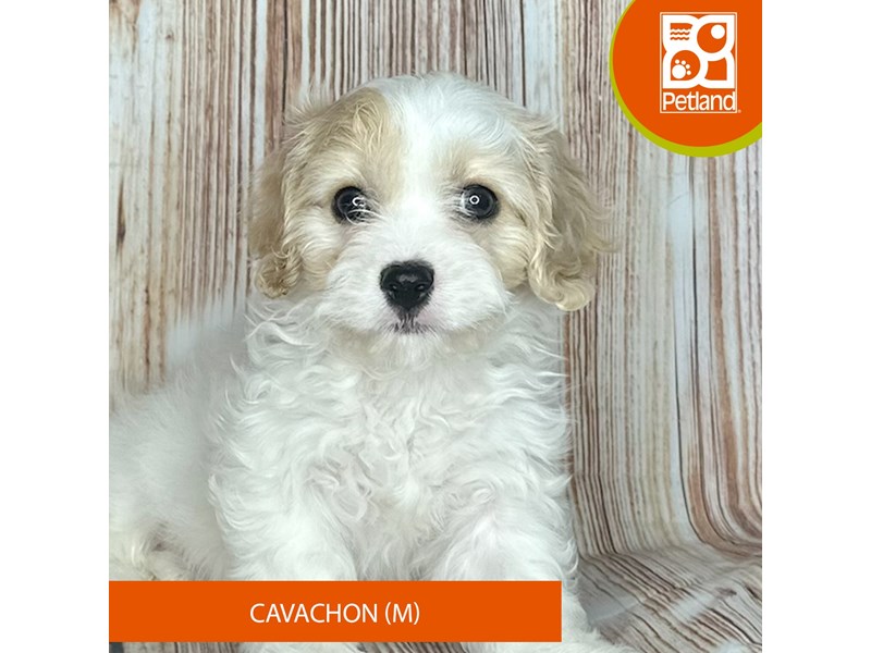 Cavachon - 9201 Image #1