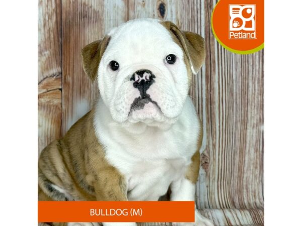 Bulldog – 9205