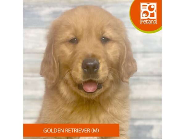 Golden Retriever – 9218
