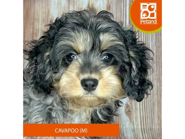 Cavapoo – 9217