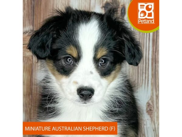 Miniature Australian Shepherd – 9215
