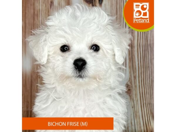 Bichon Frise – 9211