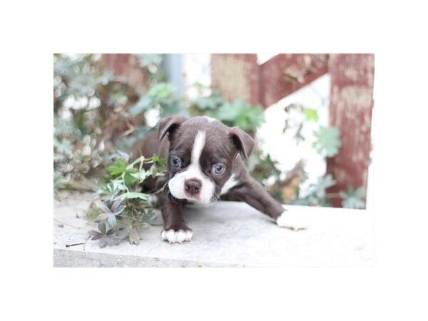 Boston Terrier – 9219