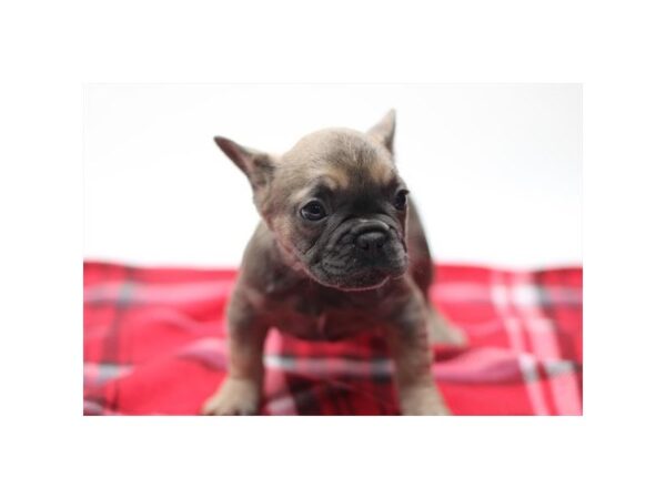 French Bulldog – 9220