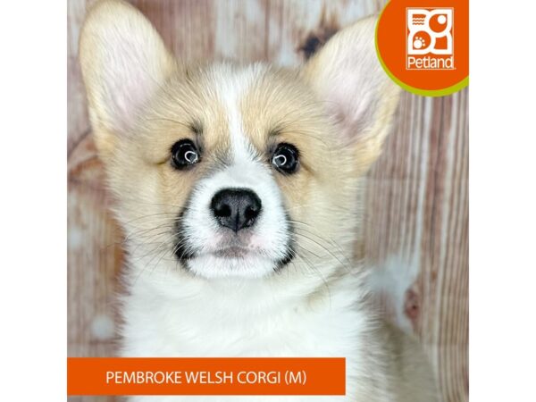 Petland dog prices deals