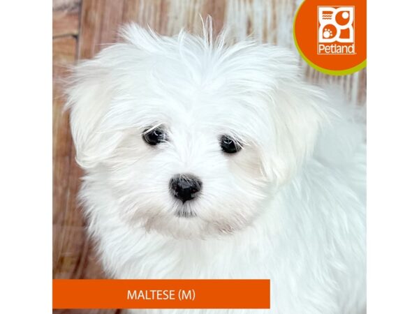 Petland deals by me