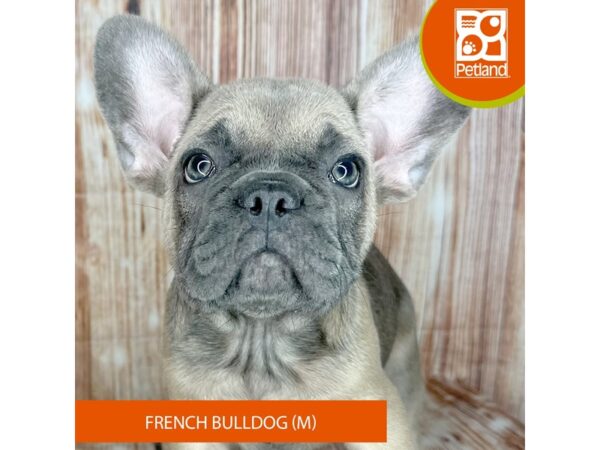 Petland deals puppy prices