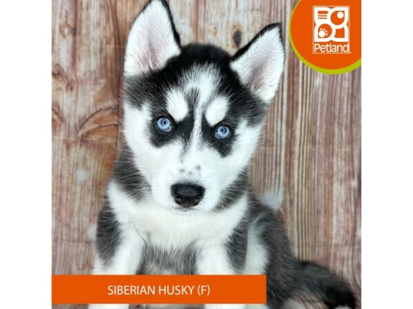 Petland oh hot sale