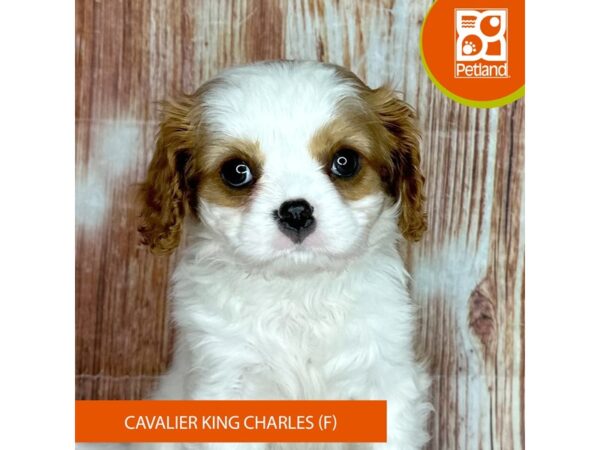Petland discount chillicothe ohio