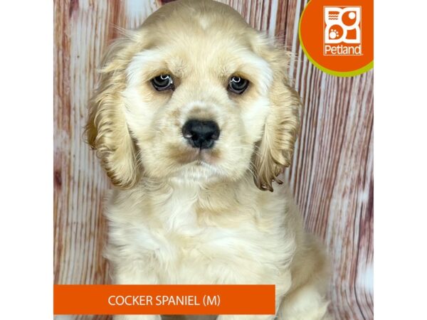 Available Pets - Petland Dayton, Ohio