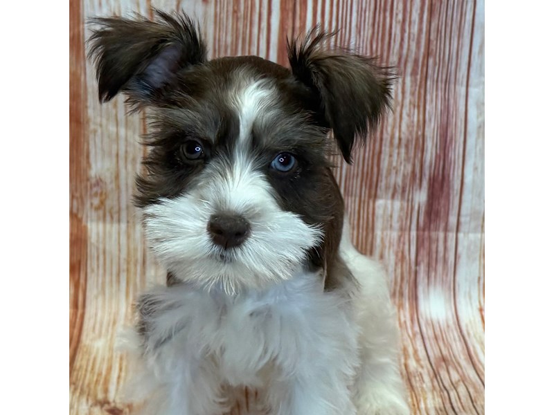 Dayton Craigslist Pets For Sale By Owner