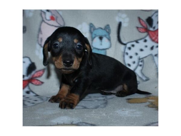 Dachshund – 9717