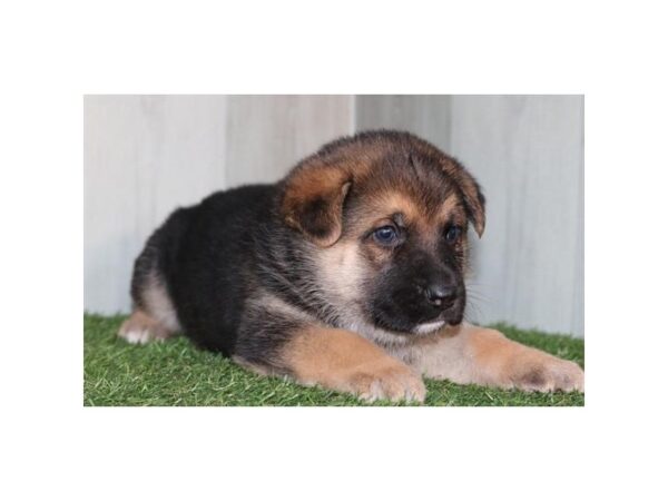 German Shepherd Dog – 9720