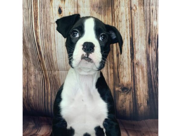 Boxer – 9724