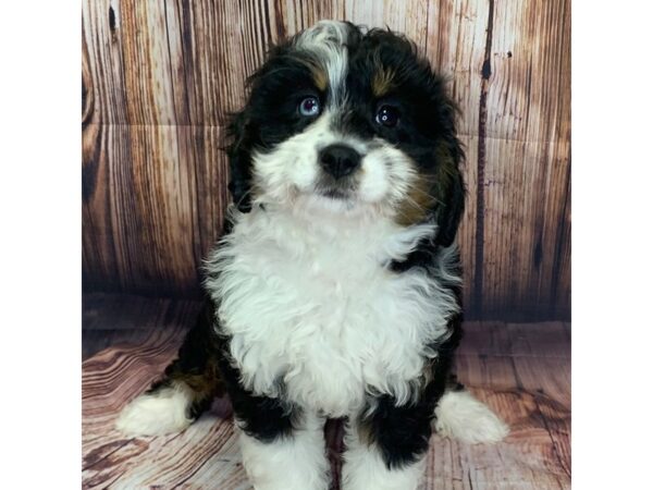 Bernedoodle Mini – 9763