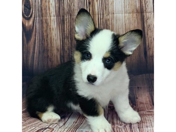 Pembroke Welsh Corgi – 9758