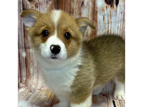 Pembroke Welsh Corgi – 9769