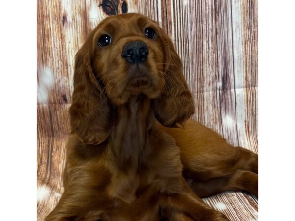 Irish Setter – 9768