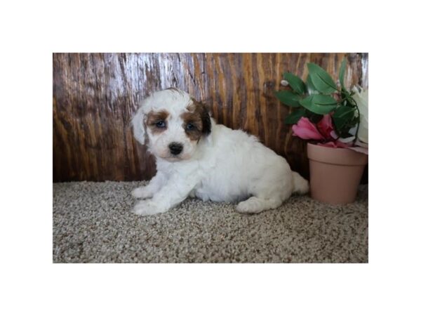 Poodle – 9779