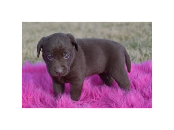 Labrador Retriever – 9780
